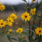 Parfums Fleurs de la Montagne