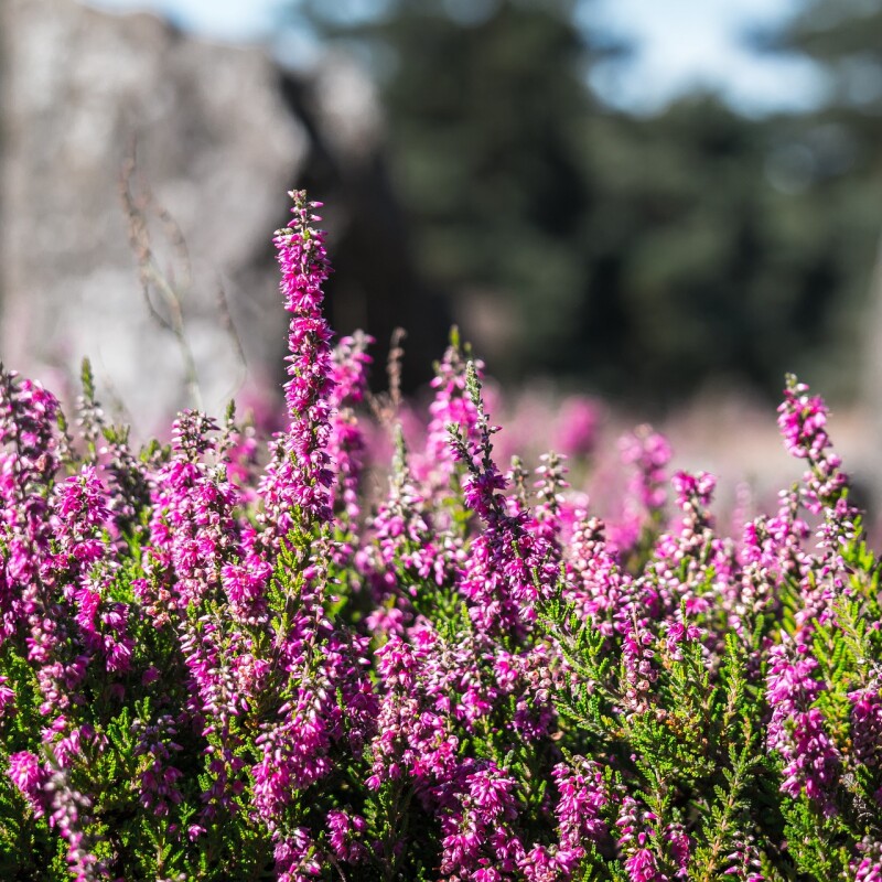 Les Parfums Fleurs de la Montagne