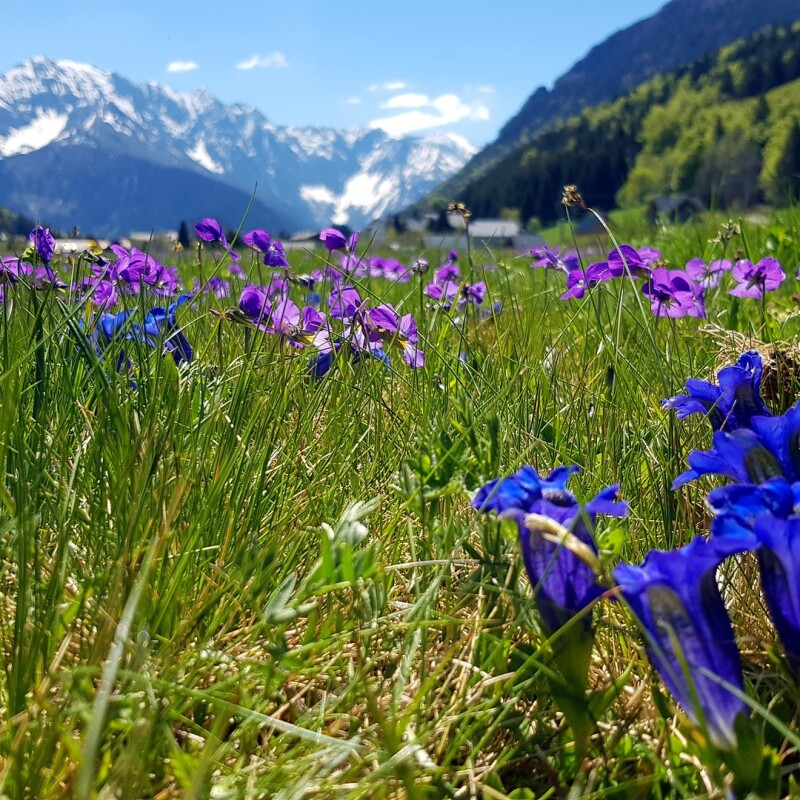 Parfums Fleurs de la Montagne