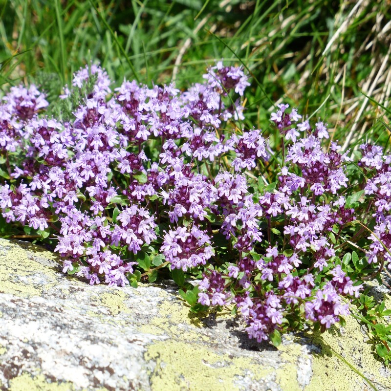 Les Parfums Fleurs de la Montagne