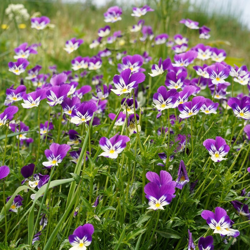 Les Parfums Fleurs de la Montagne